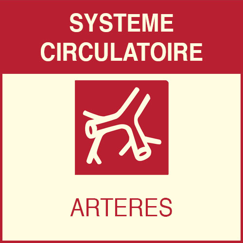 Système circulatatoir - artères