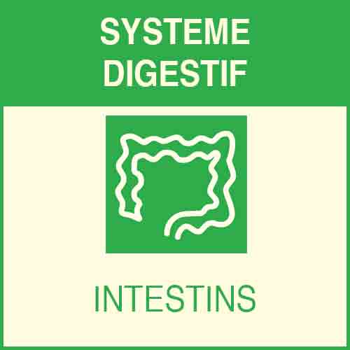 Système digestif - intestins