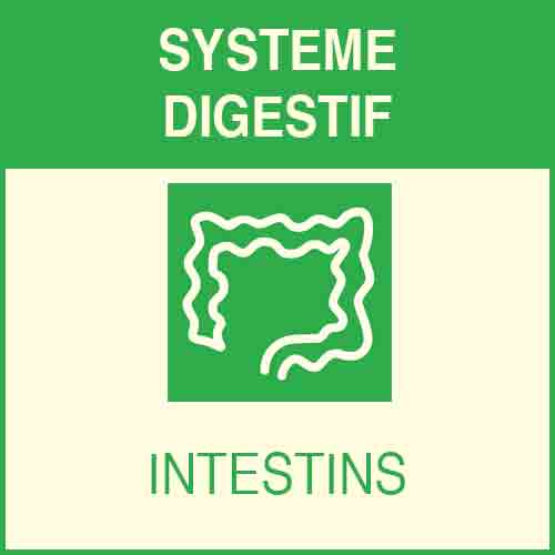 Système digestif - intestins