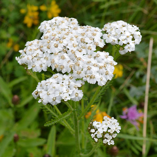 Achillea millefolium