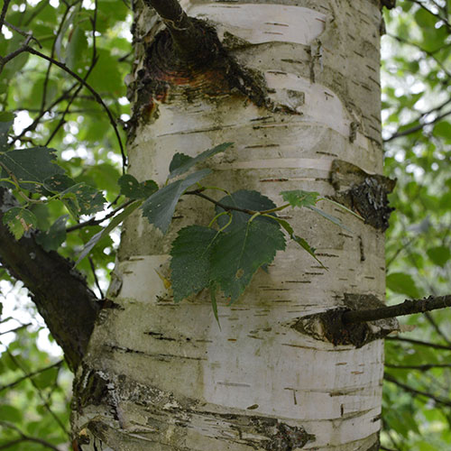 Betula pendula