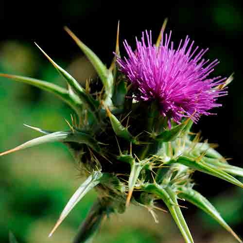 Silybum marianum