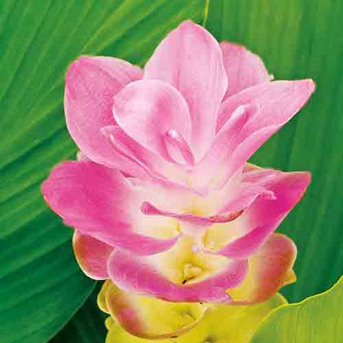 Curcuma longa