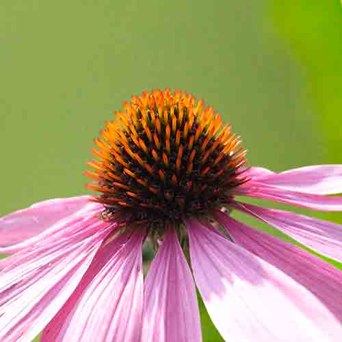 Echinacea purpurea