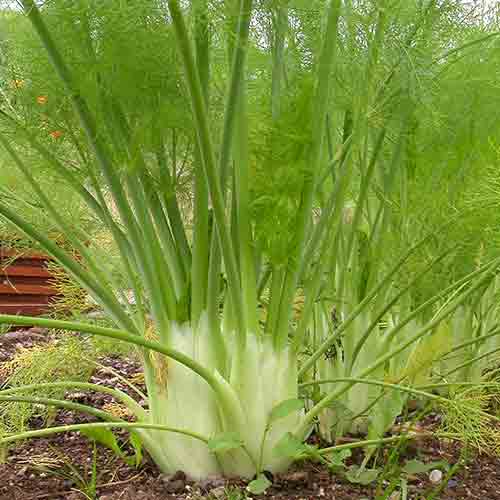 Foeniculum vulgare