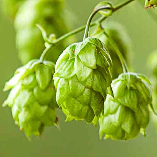 Humulus lupulus