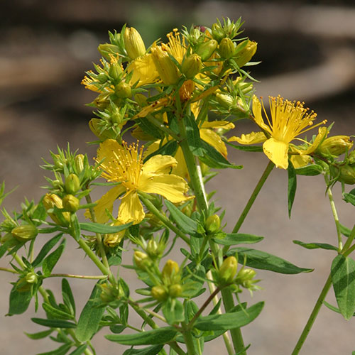 Hypericum perforatum