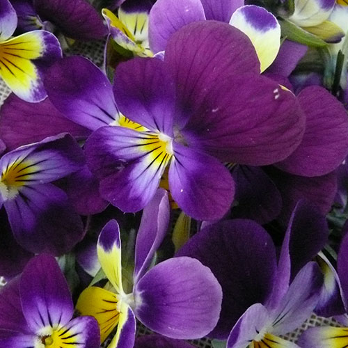 Viola tricolor