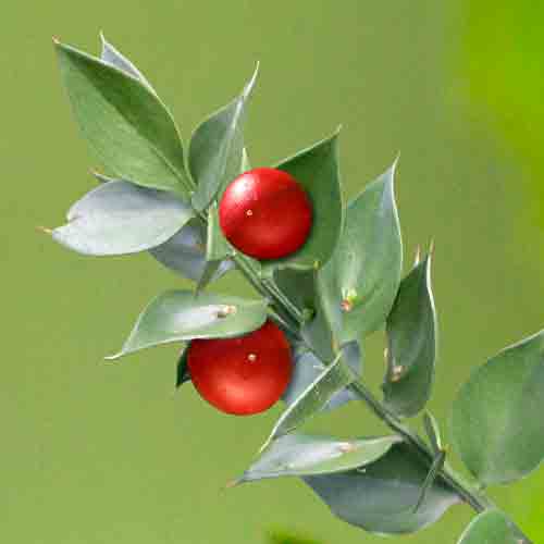 Ruscus aculeatus