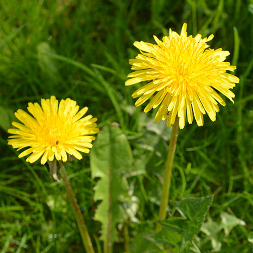 Taraxacum officinale