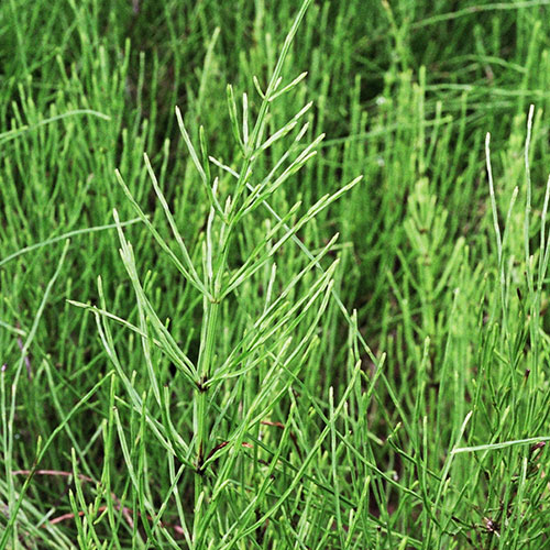 Equisetum arvense