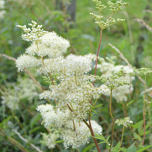 Filipendula ulmaria