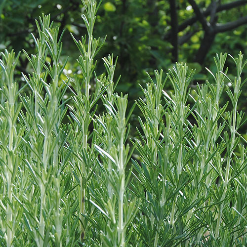 Rosmarinus officinalis