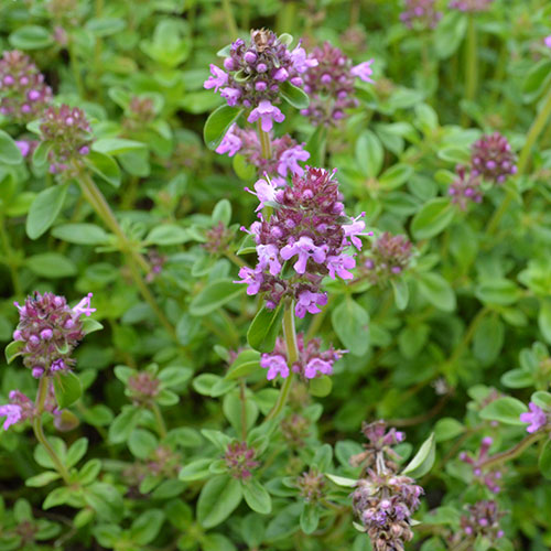 Thymus vulgaris