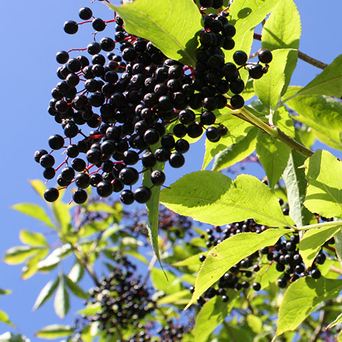 Sambucus nigra