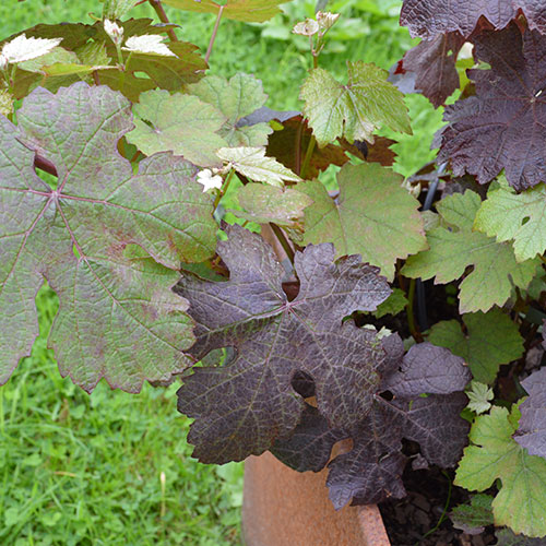 Vitis vinifera