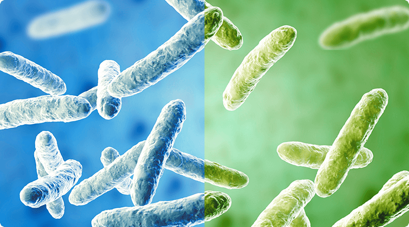 Repair an imbalanced intestinal flora: prebiotics + probitics