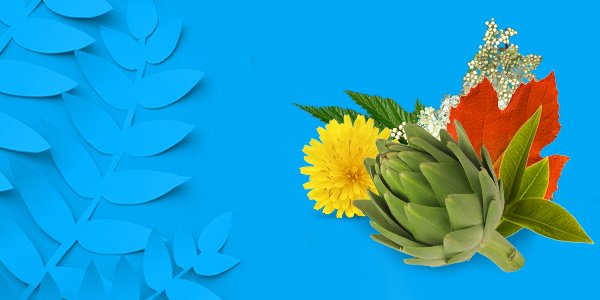 Découvrez les secrets  de 8 plantes détox