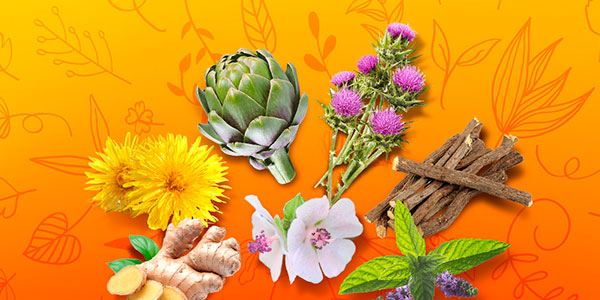 Heilzame planten voor de spijsvertering