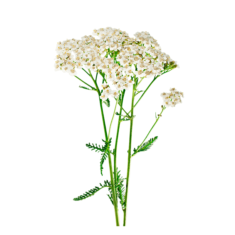 Yarrow