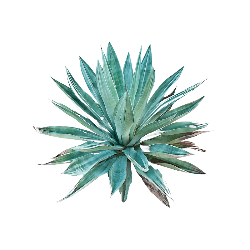 Agave