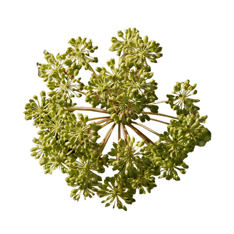 Common angelica