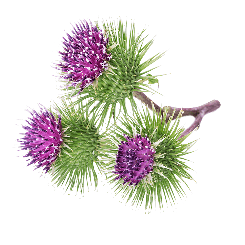 Greater burdock