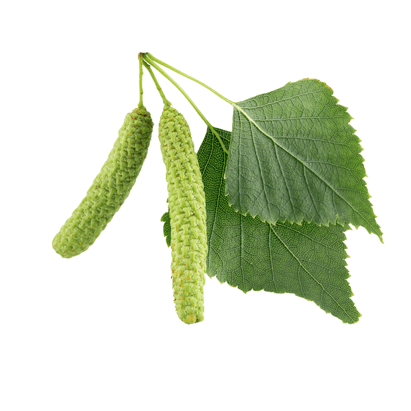 Betula pubescens