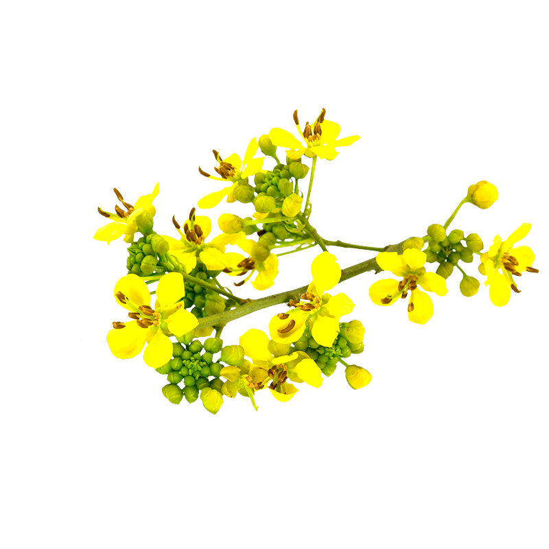 Séné (Cassia Angustifolia)