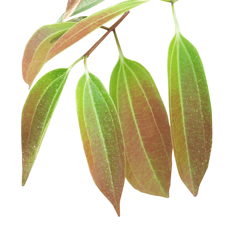 Cinnamomum aromaticum or cassia