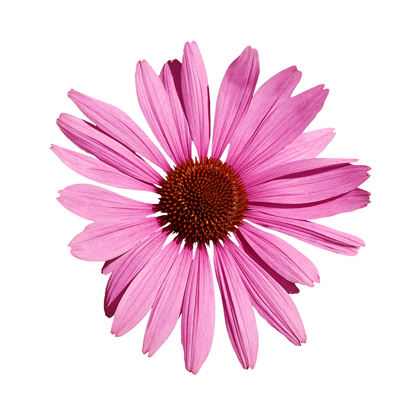 Purple coneflower