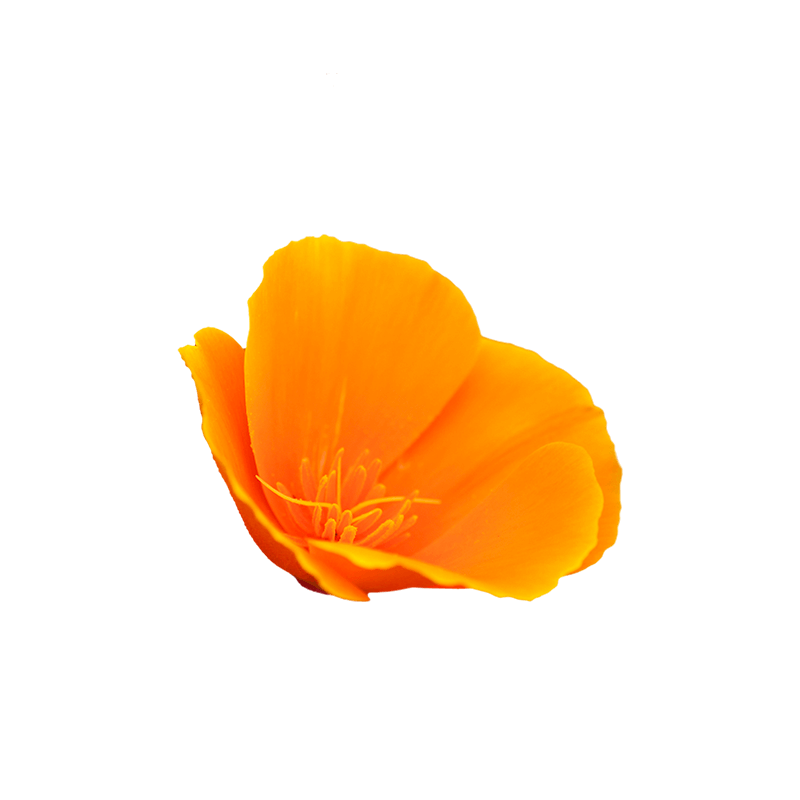 Eschscholzia