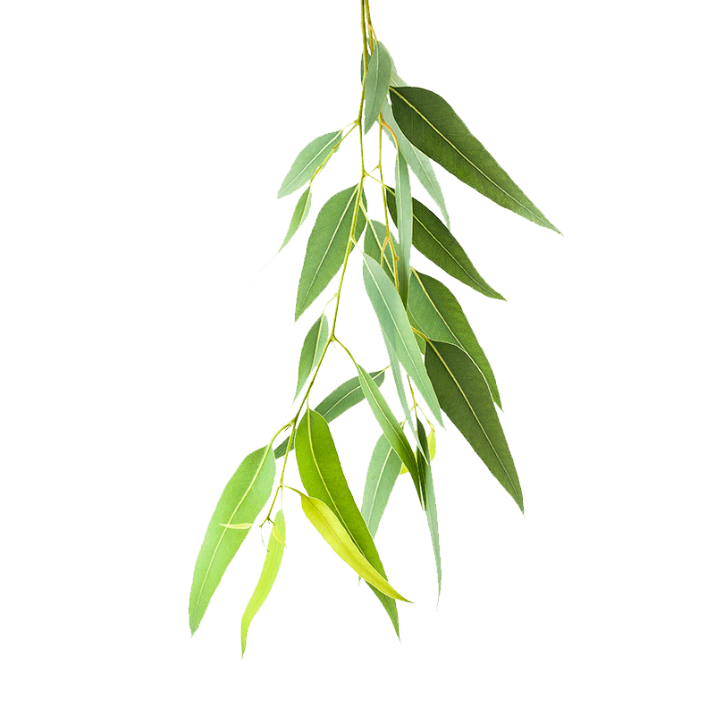 Eucalyptus citronné