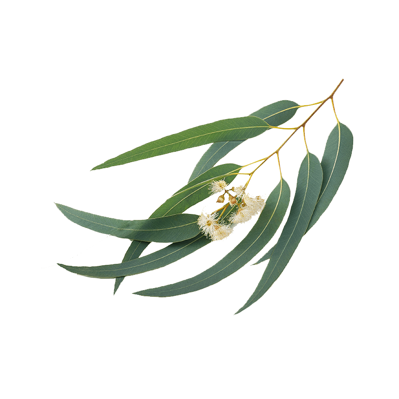 Eucalyptus