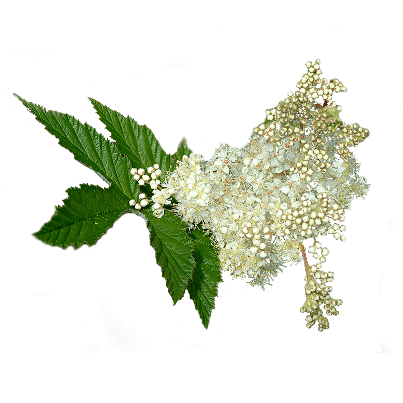 Reine des prés (Filipendula ulmaria)