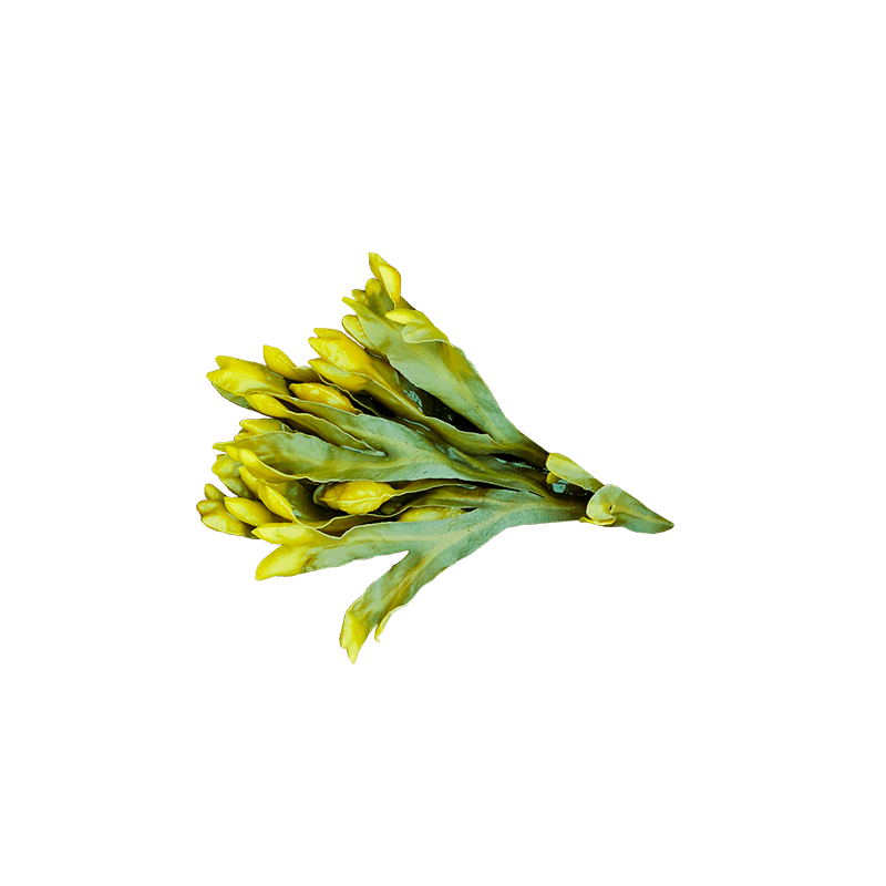 Bladder wrack