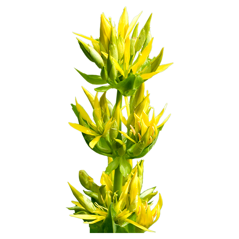 Great yellow gentian