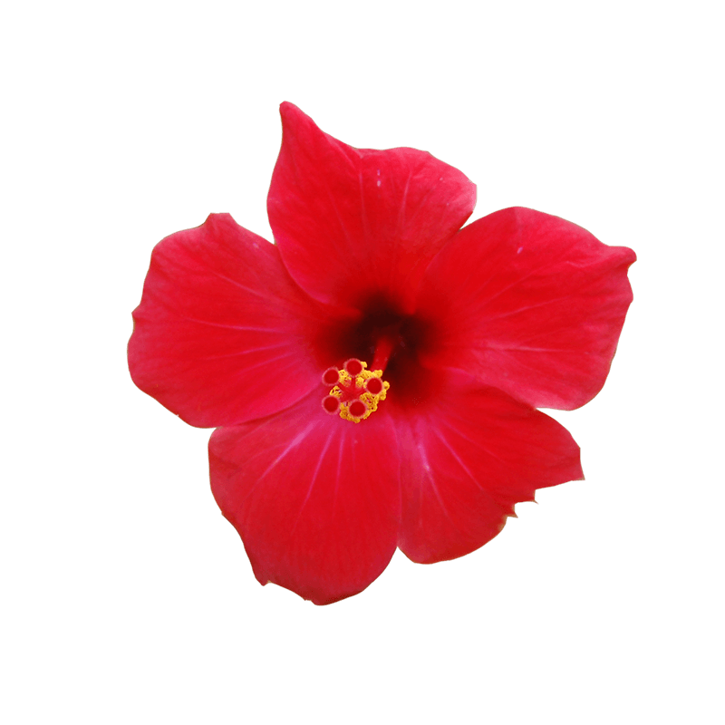 Hibiskus VIGNE 70 cm rouge d art Plantes Art Fleurs Artificielle Hibiskus guimauves
