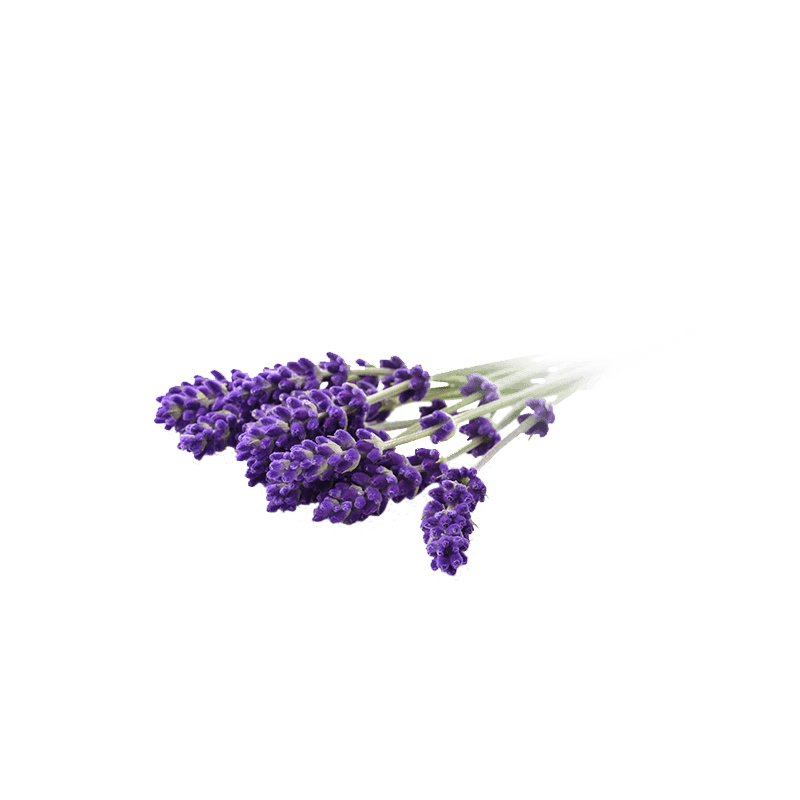 Lavandula