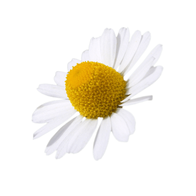 Chamomile (common)