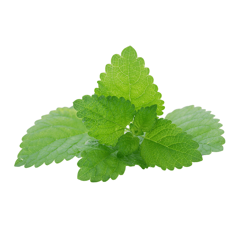 Lemon balm