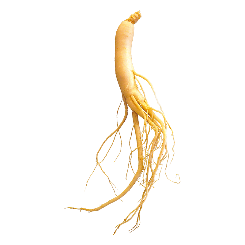 Ginseng