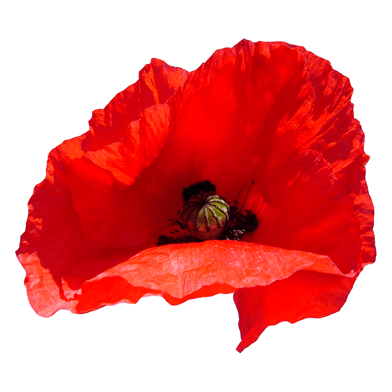 Coquelicot