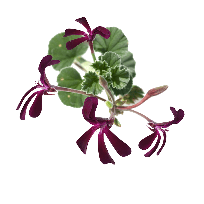 Pelargonium