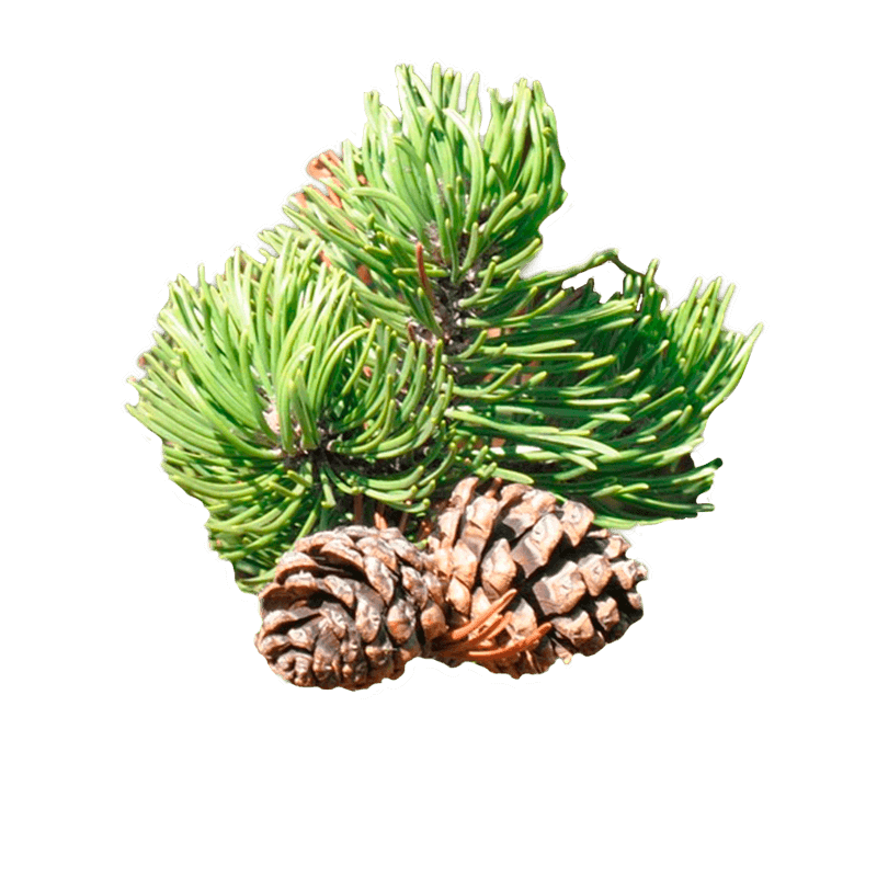 Pine