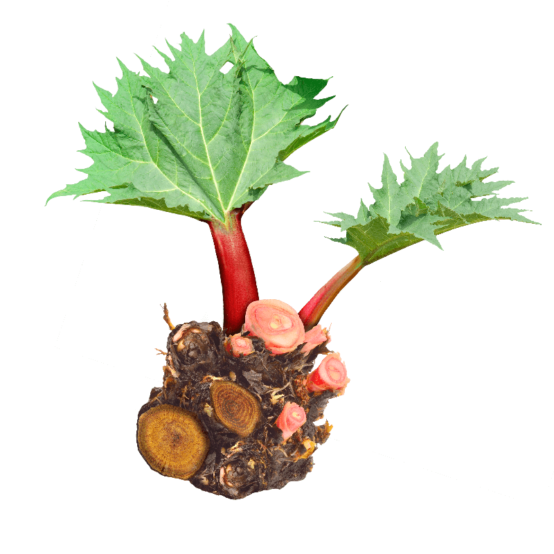 Rhubarb