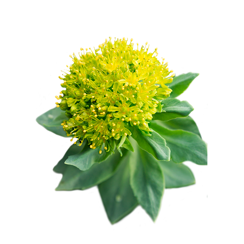 Rhodiola