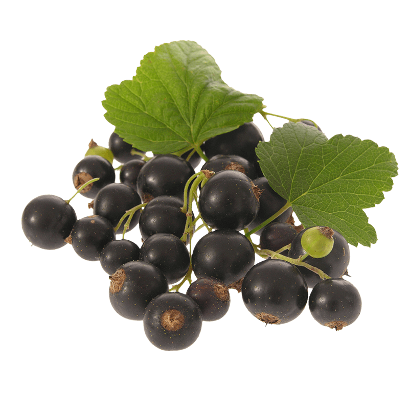 Ribes nero