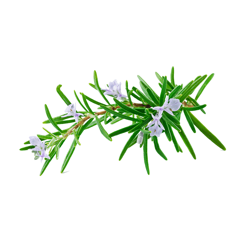 Rosemary