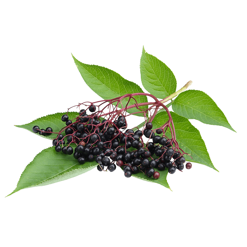 Elderberry